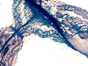 Victoria Lomba onlyfans_[0177822] Rubbing myself! [2017-04-24]