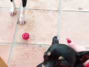 angelwicky-14-12-2019-16299465-Have you seen a dog fly yet u jdi vid l psa l tat