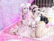 Kiittenymph manyvids_ Kiittenymph manyvids_ Pissy Puppy Anal Training