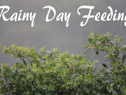 CricketRose_-_Rainy_Day_Feeding_-_ManyVids