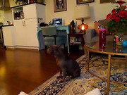tattgoddess_07112018_0039_myfreecams_2
